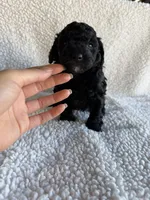 Millie, a female Poodle - Toy  for sale in Miami, FL – Photo 3 of 4