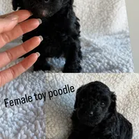 Millie, a female Poodle - Toy  for sale in Miami, FL – Photo 2 of 5