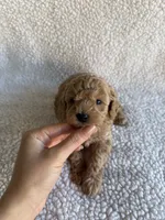 Lucas apricot toy poodle, a male Poodle - Toy  for sale in Miami, FL – Photo 4 of 5