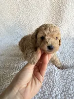 Lucas apricot toy poodle, a male Poodle - Toy  for sale in Miami, FL – Photo 5 of 5