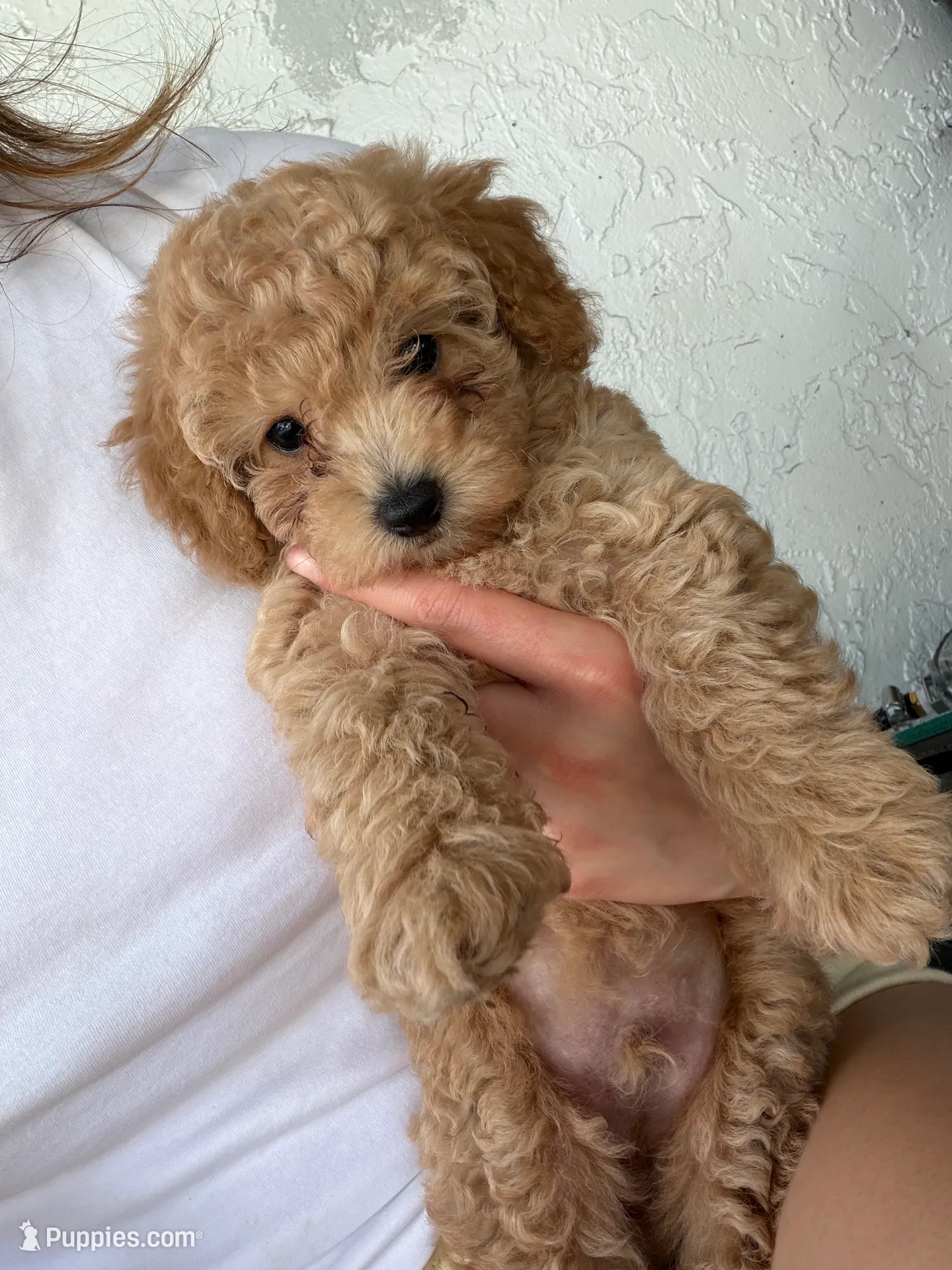 Lucas apricot toy poodle