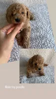 Lucas apricot toy poodle, a male Poodle - Toy  for sale in Miami, FL – Photo 2 of 5