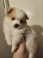 Hercules, Bear 🐻 and Goliath, a male Pomeranian for sale in San Bernardino, CA – Photo 1 of 10