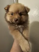 Hercules, Bear 🐻 and Goliath, a male Pomeranian for sale in San Bernardino, CA – Photo 5 of 10