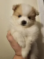 Hercules, Bear 🐻 and Goliath, a male Pomeranian for sale in San Bernardino, CA – Photo 2 of 10