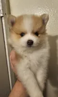 Hercules, Bear 🐻 and Goliath, a male Pomeranian for sale in San Bernardino, CA – Photo 8 of 10