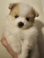 Hercules, Bear 🐻 and Goliath, a male Pomeranian for sale in San Bernardino, CA – Photo 3 of 10
