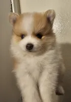 Hercules, Bear 🐻 and Goliath, a male Pomeranian for sale in San Bernardino, CA – Photo 10 of 10