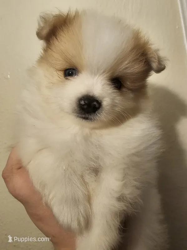 Male pomeranian 