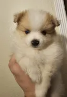 Male pomeranian , a male Pomeranian for sale in San Bernardino, CA – Photo 5 of 10