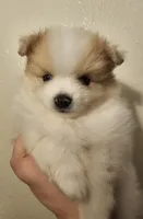 Male pomeranian , a male Pomeranian for sale in San Bernardino, CA – Photo 6 of 10