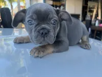 Aurora, a female French Bulldog for sale in Perris, CA – Photo 6 of 6