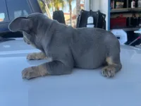 Aurora, a female French Bulldog for sale in Perris, CA – Photo 4 of 6