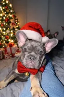 Aurora, a female French Bulldog for sale in Perris, CA – Photo 2 of 6