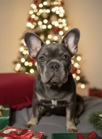 Aurora, a female French Bulldog for sale in Perris, CA – Photo 1 of 6