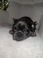 Coco, a female French Bulldog for sale in Perris, CA – Photo 6 of 7