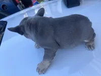 Coco, a female French Bulldog for sale in Perris, CA – Photo 3 of 7