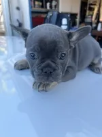 Coco, a female French Bulldog for sale in Perris, CA – Photo 4 of 7
