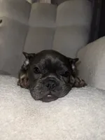 Coco, a female French Bulldog for sale in Perris, CA – Photo 2 of 7