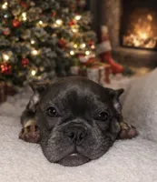 Coco, a female French Bulldog for sale in Perris, CA – Photo 1 of 7