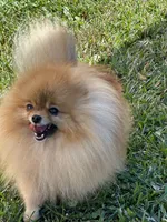 Tiny pom stud, a male Pomeranian for sale in Abilene, TX – Photo 5 of 7