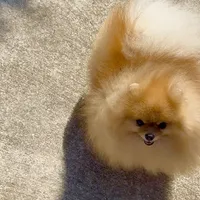 Tiny pom stud, a male Pomeranian for sale in Abilene, TX – 2 of 6