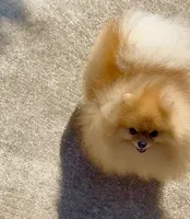 Tiny pom stud, a male Pomeranian for sale in Abilene, TX – Photo 2 of 7