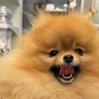 Tiny pom stud, a male Pomeranian for sale in Abilene, TX – 6 of 6