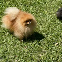 Tiny pom stud, a male Pomeranian for sale in Abilene, TX – 4 of 6