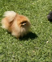 Tiny pom stud, a male Pomeranian for sale in Abilene, TX – Photo 4 of 7