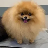 Tiny pom stud, a male Pomeranian for sale in Abilene, TX – 5 of 6