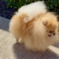 Tiny pom stud, a male Pomeranian for sale in Abilene, TX – 3 of 6