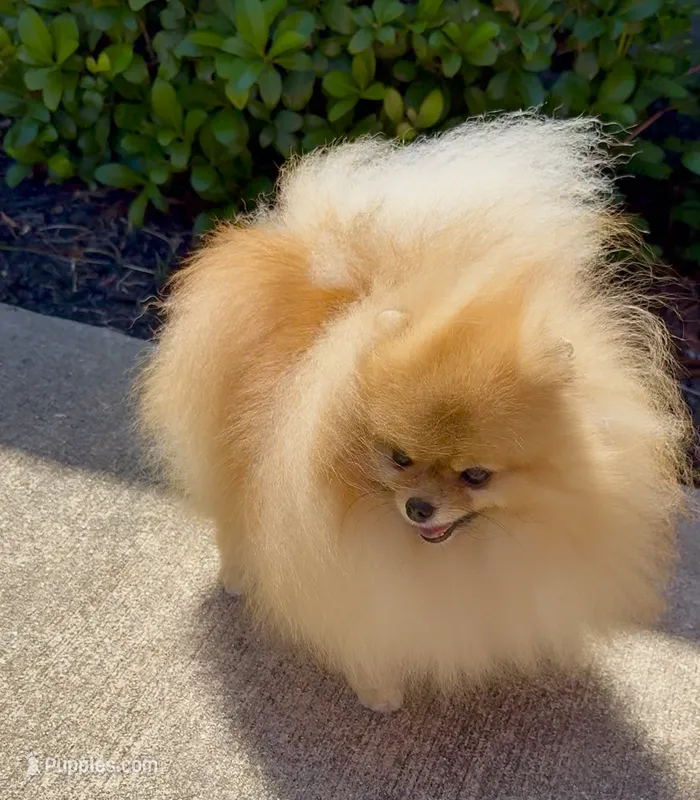 Tiny pom stud