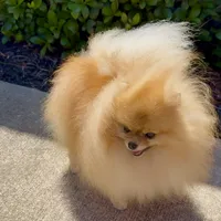 Tiny pom stud, a male Pomeranian for sale in Abilene, TX – 1 of 6
