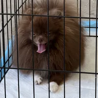 Socks, a male Pomeranian for sale in Abilene, TX – Photo 5 of 6