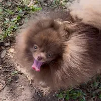 Socks, a male Pomeranian for sale in Abilene, TX – Photo 1 of 6