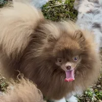 Socks, a male Pomeranian for sale in Abilene, TX – Photo 3 of 6