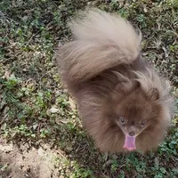 Socks, a male Pomeranian for sale in Abilene, TX – Photo 2 of 6