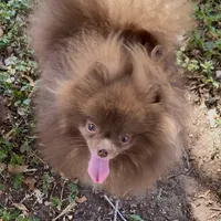 Socks, a male Pomeranian for sale in Abilene, TX – Photo 4 of 6