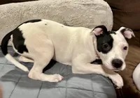 Dominique, a female American Pit Bull Terrier for sale in Milwaukie, OR – Photo 5 of 7