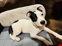 Dominique, a female American Pit Bull Terrier for sale in Milwaukie, OR – Photo 6 of 7