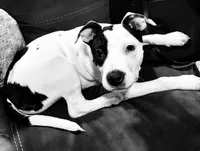 Dominique, a female American Pit Bull Terrier for sale in Milwaukie, OR – Photo 2 of 7