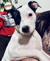 Dominique, a female American Pit Bull Terrier for sale in Milwaukie, OR – Photo 3 of 7