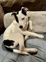 Dominique, a female American Pit Bull Terrier for sale in Milwaukie, OR – Photo 7 of 7