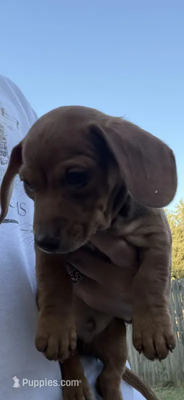 Copper – Miniature Dachshund puppy for sale in Springfield, MO