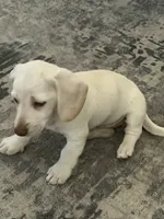 Angel, a female Miniature Dachshund for sale in Springfield, MO – 3 of 9