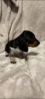 Charlie, a male Miniature Dachshund for sale in Springfield, MO – 4 of 6