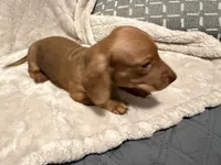 Copper, a male Miniature Dachshund for sale in Springfield, MO – 3 of 6