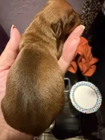 Copper, a male Miniature Dachshund for sale in Springfield, MO – 5 of 6