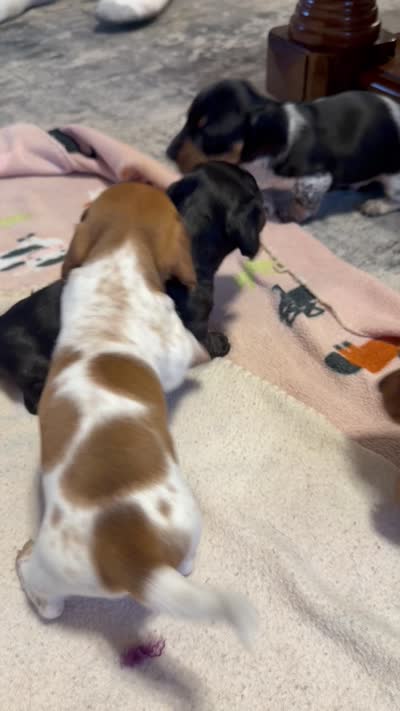 Charlie, a male Miniature Dachshund for sale in Springfield, MO – 5 of 6